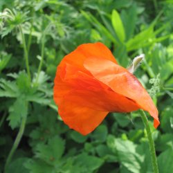 Valmue, Staude- <br>'Prince of Orange'<br><i>Papaver orientale </i>