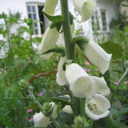 Fingerbl 'Alba'<br><i>Digitalis purpurea <br>'Alba' </i>