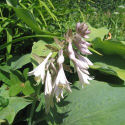 Hosta funkia <br><i>Hosta </i><br><br>