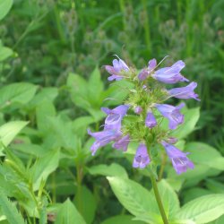 Rrblomst <br><i>Penstemon serrulatus</i><br><br>