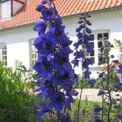 Ridderspore <br>'Black Knight'<br><i>Delphinium pacific</i>