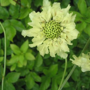 Sklhoved <br><i>Cephalaria gigantea </i><br><br>