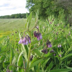 Kulsukker, <br>Lge- <br><i>Symphytum officinale</i>