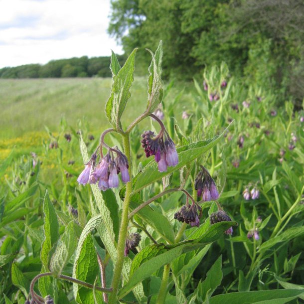 Kulsukker, <br>Lge- <br><i>Symphytum officinale</i>