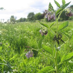 Kulsukker, <br>Lge- <br><i>Symphytum officinale</i>