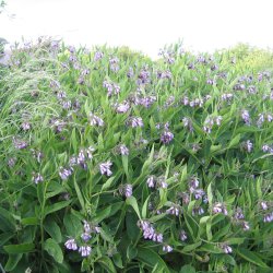 Kulsukker, <br>Lge- <br><i>Symphytum officinale</i>