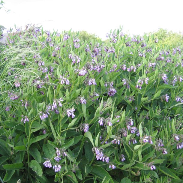 Kulsukker, <br>Lge- <br><i>Symphytum officinale</i>