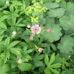 Stjerneskrm <br><i>Astrantia major </i><br><br>