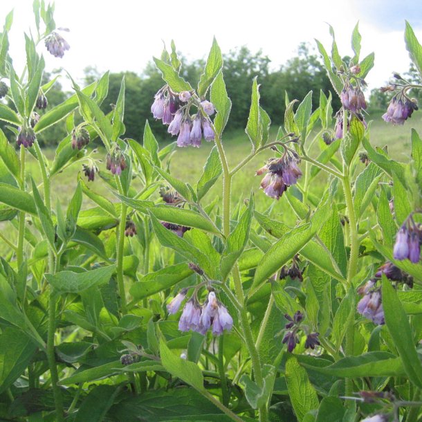 Kulsukker, <br>Lge- <br><i>Symphytum officinale</i>