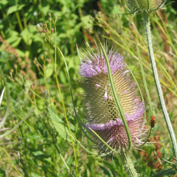 Kartebolle, <br>Grde- <br><i>Dipsacus fullonum</i>