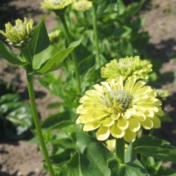 Frkenhat <br>'Envy' <br><i>Zinnia elegans </i>
