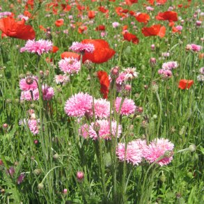 Blomstermix, <br>Romantisk<br><br>