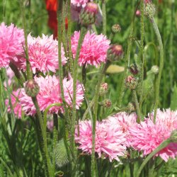 Kornblomst <br>'Pink Ball'<br><i>Centaurea cyanus </i>