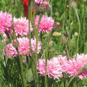 Kornblomst <br>'Pink Ball'<br><i>Centaurea cyanus </i>