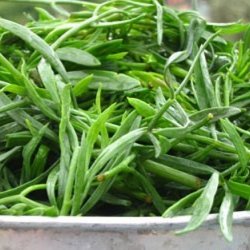 Fennikel, Strand-, <br>rock samphire, paccasassi <br><i>Crithmum maritimum </i>