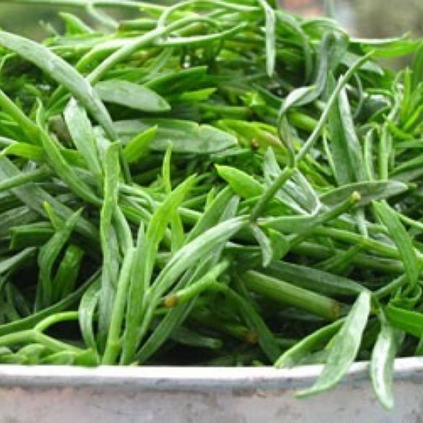 Fennikel, Strand-, <br>rock samphire, paccasassi <br><i>Crithmum maritimum </i>