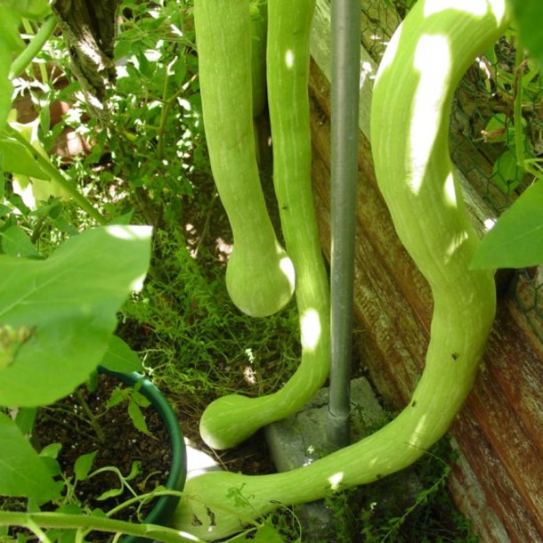 Courgette, squash, zucchini<br>'Tromboncino' <br><i>Cucurbita moschata</i>