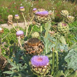 Artiskok <br>'Green Globe'<br><i>Cynara scolymus</i>