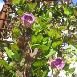 Klokkeranke <br>'Violet' <br><i>Cobaea scandens </i>  