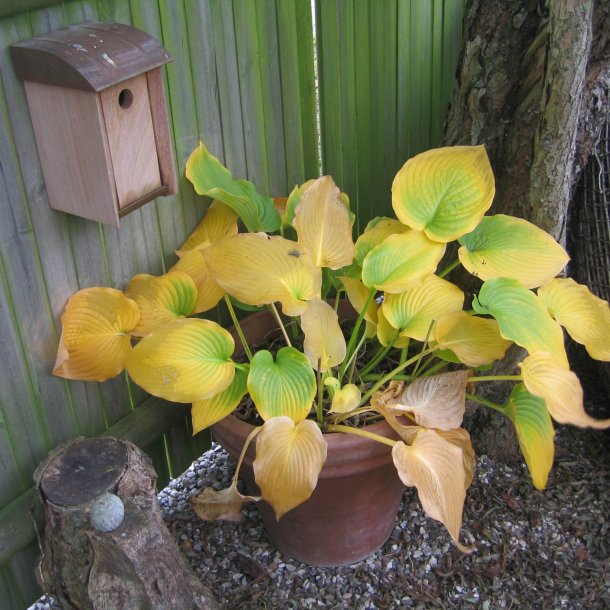 Hosta funkia <br><i>Hosta </i><br><br>