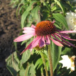Purpursolhat <br><i>Echinacea purpurea </i><br><br>