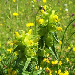 Skjaller, <br>Liden <br><i>Rhinanthus minor</i>