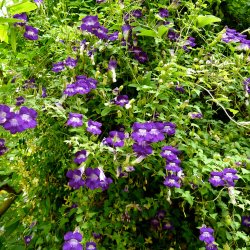 Asarina, Klatre- 'Sky Blue' <br><i>Asarina scandens/ Lophospermum s./Maurandya s.</i>