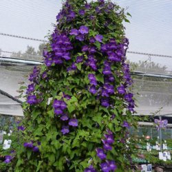 Asarina, Klatre- 'Sky Blue' <br><i>Asarina scandens/ Lophospermum s./Maurandya s.</i>