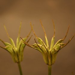 Nigella, <br>orientalsk <br>'Transformer'<br><i>Nigella orientalis</i>