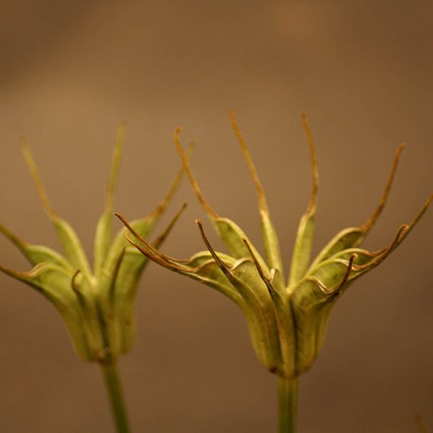 Nigella, <br>orientalsk <br>'Transformer'<br><i>Nigella orientalis</i>