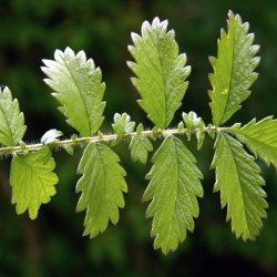 Agermne, <br>Almindelig <br><i>Agrimonia eupatoria</i>