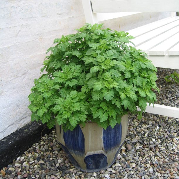 Matrem <br><i>Tanacetum parthenium </i><br><br>