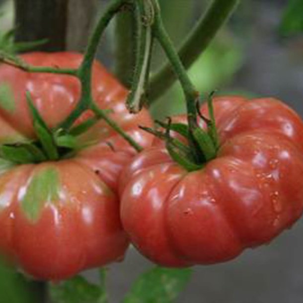 Tomat <br>'Giant Belgian Pink’<br><i>Lycopersicon esculentum</i>