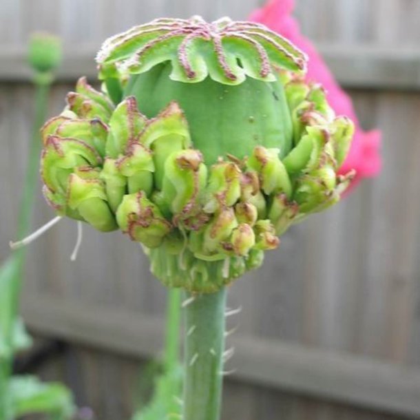 Valmue, Opiums- <br>'Hen &amp; Chickens' <br><i>Papaver somniferum </i>