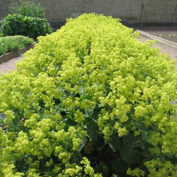 Lvefod, <br>Lodden <br><i> Alchemilla mollis </i>