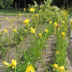 Skorzonerrod <br>'Long Black' <br><i>Scorzonera hispanica</i>