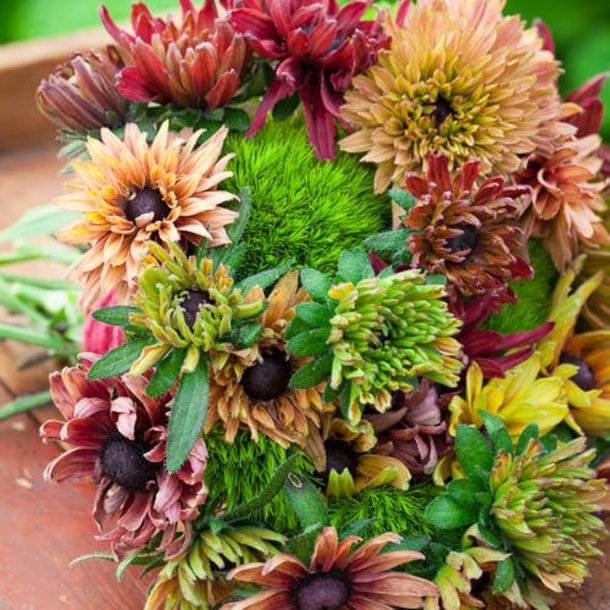 Solhat, h�ret �Sahara�<br><i>Rudbeckia hirta </i>
