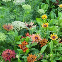 Solhat, h�ret �Sahara�<br><i>Rudbeckia hirta </i>