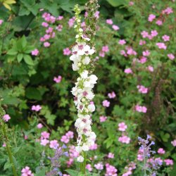 Kongelys <br>'Wedding Candles' <br><i>Verbascum chaixii album</i>