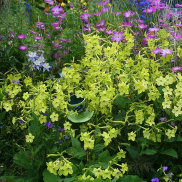 Tobak, Purpur- <br>'Perfume Lime' F1 <br><i>Nicotiana x sanderae</i>