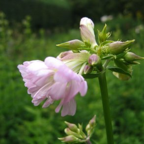 Sbeurt <br><i>Saponaria officinalis </i><br><br>