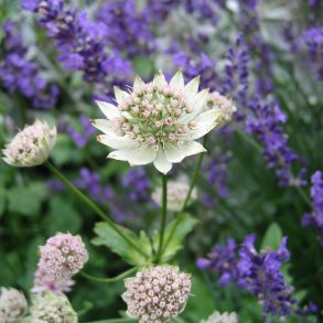 Stjerneskrm <br><i>Astrantia major </i><br><br>