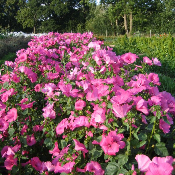 Mamelukrme <br>'Ruby Regis' <br><i>Lavatera trimestris </i>