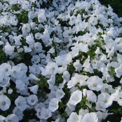 Mamelukrme <br> 'Mont Blanc' <br><i>Lavatera trimestris </i>