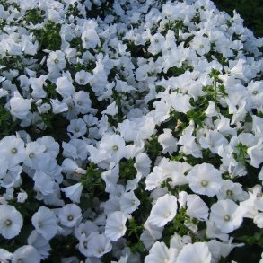 Mamelukrme <br> 'Mont Blanc' <br><i>Lavatera trimestris </i>