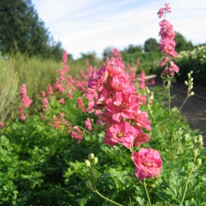 Ridderspore <br>'Carmine Rose' <br><i>Delphinium consolida</i>
