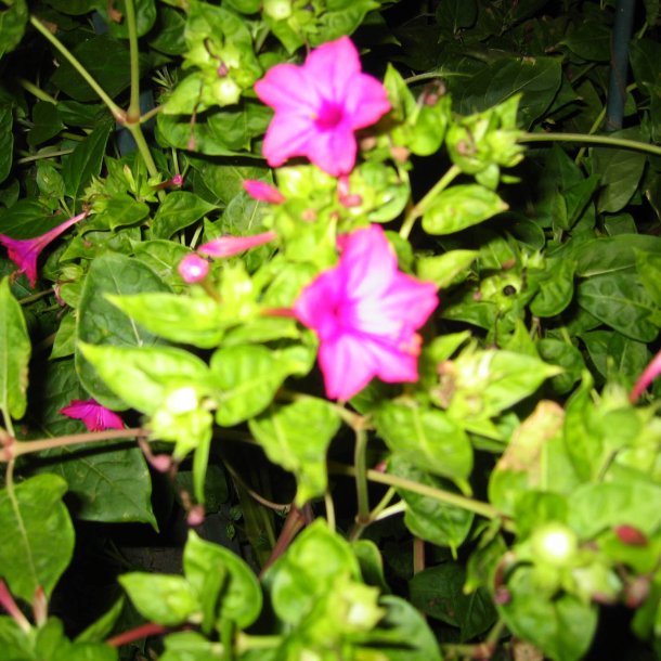 Vidunderblomst, <br>pink <br><i>Mirabilis jalapa </i>