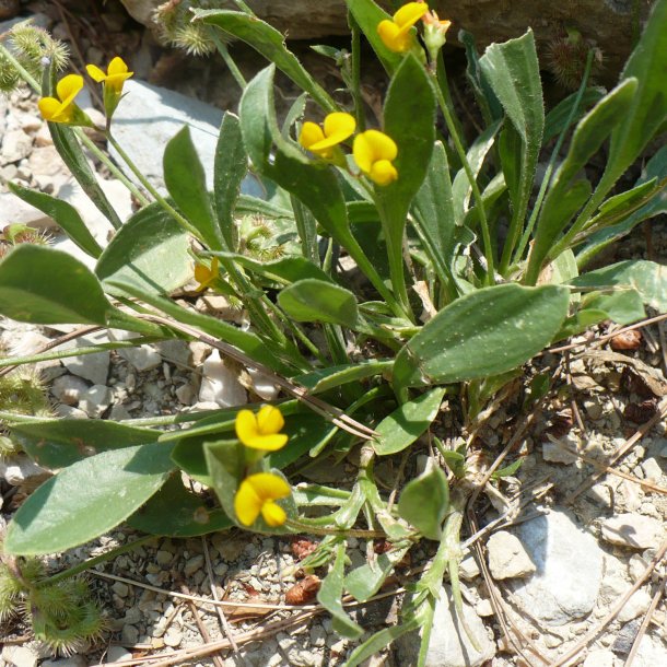 Skorpionsurt <br><i>Scorpiurus muricatus</i><br><br>