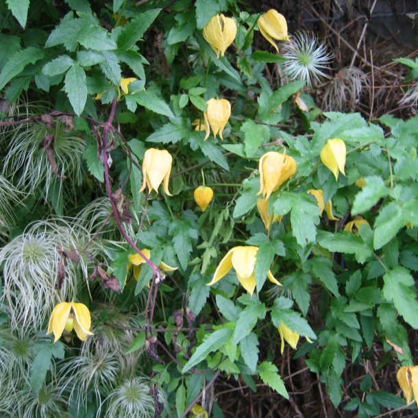 Skovranke, <br>sterlandsk<br><i>Clematis orientalis </i>