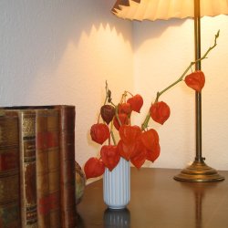 Japansk Lygte <br><i>Physalis alkekengi </i>